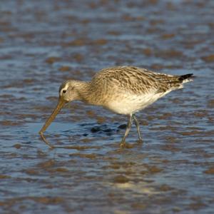 Bar-tailed Godwit DM1101