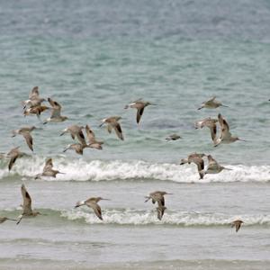 Bar-tailed Godwits DM1072