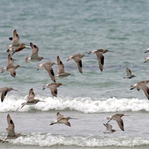 Bar-tailed Godwits DM1073