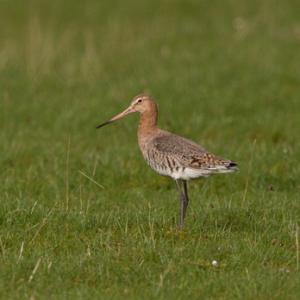 Black-tailed Godwit DM1658