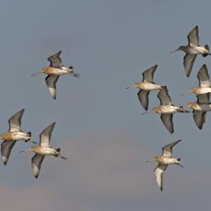 Black-tailed Godwits DM1102