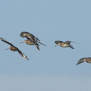 Black-tailed Godwits in Flight DM1660