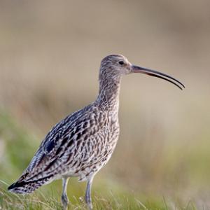 Common Curlew DM01065