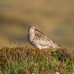 Common Curlew DM1062