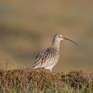 Common Curlew DM1063