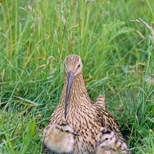 Common Curlew and Chicks DM1067