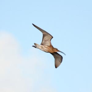 Common Curlew in Flight DM1064
