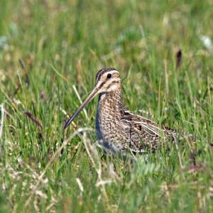 Common Snipe DM1050