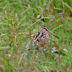 Common Snipe DM1053