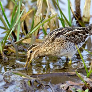 Common Snipe 2