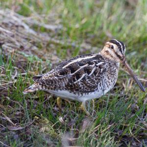 Common Snipe 3