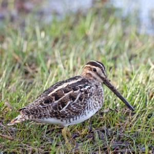 Common Snipe 4