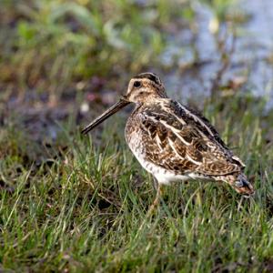 Common Snipe 5