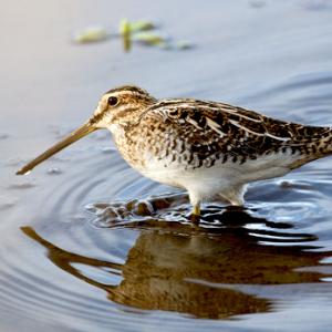 Common Snipe