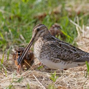 Common Snipe Feeding Chick DM1052