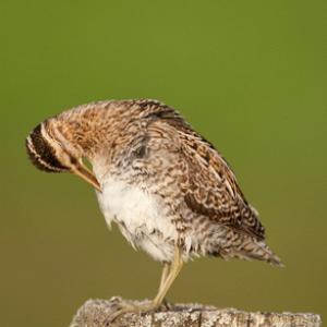 Common Snipe Preening on a Post DM1058