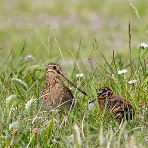 Common Snipe and Chick DM1045