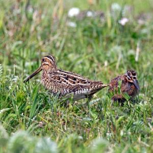 Common Snipe and Chick DM1046