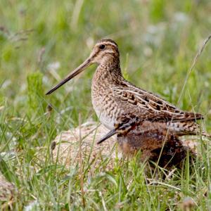 Common Snipe and Chick DM1047