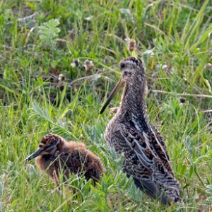 Common Snipe and Chick DM1051