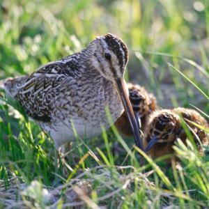 Common Snipe and Chicks  DM1048