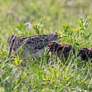 Common Snipe and Chicks DM1049