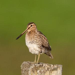 Common Snipe on a Post DM1054