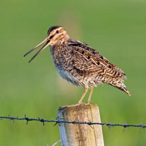Common Snipe on a Post DM1056