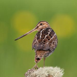Common Snipe on a Post DM1057