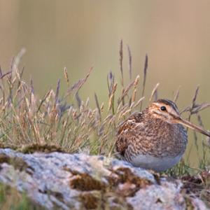 Common Snipe on a Rock DM1055