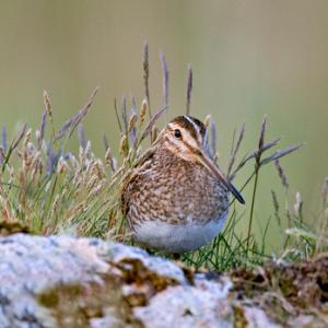 Common Snipe on a Rock DM1059