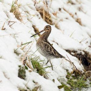  Common Snipe DM2059