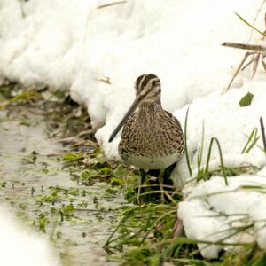 Common Snipe DM2060