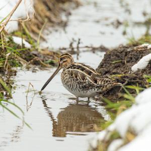 Common Snipe DM2061