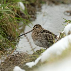 Common Snipe DM2062