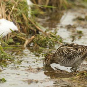 Common Snipe DM2063