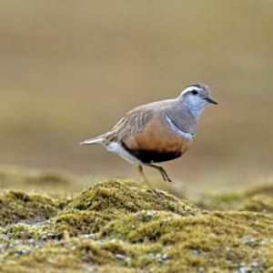 Dotterel DM1665
