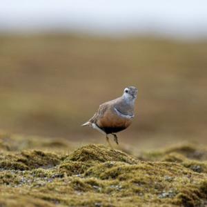 Dotterel DM1666