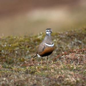 Dotterel DM1668