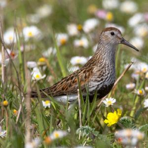 Dunlin DM1034