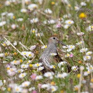 Dunlin DM1036