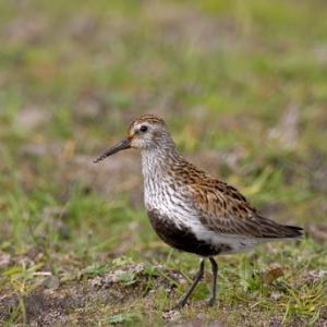 Dunlin DM1038