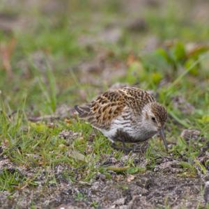 British Birds