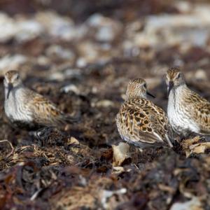 Dunlin DM1040