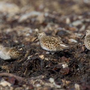 Dunlin DM1041