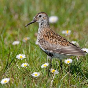 Dunlin DM1042