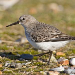 Dunlin DM1043