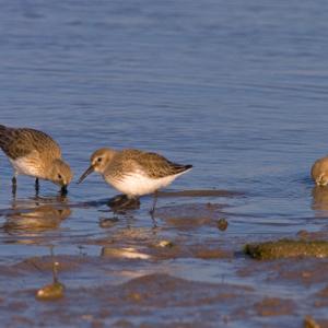 Dunlin DM1044