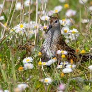 Dunlin and Chick DM1035