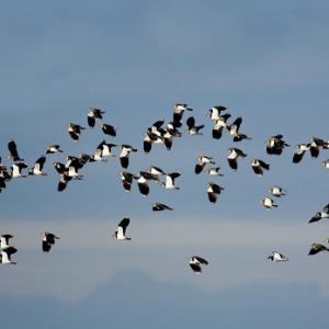 Flock of Lapwing DM1100